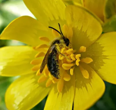 Mining bee on flower