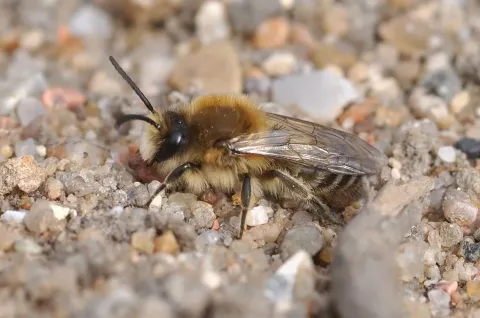 polyester bee
