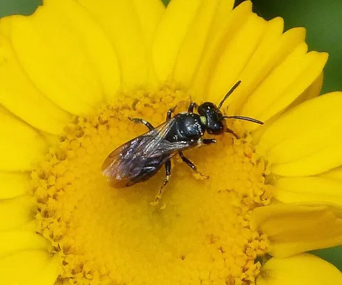 Small carpenter bee on flower