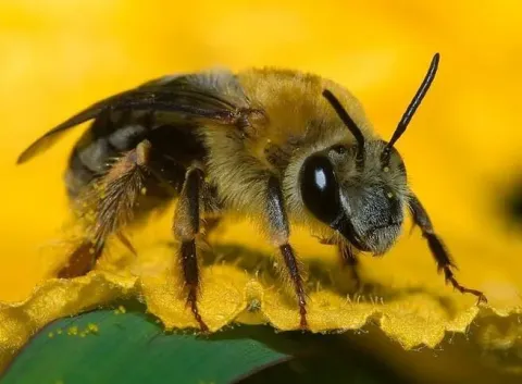 Squash bee on flower