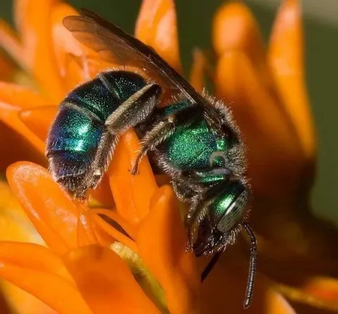 Sweat bee on flower