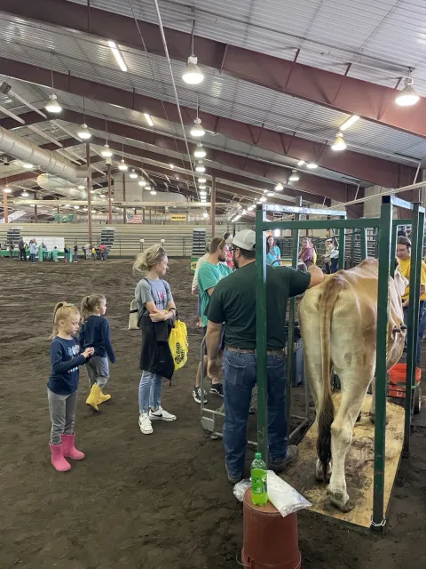 people observing livestock in a barn
