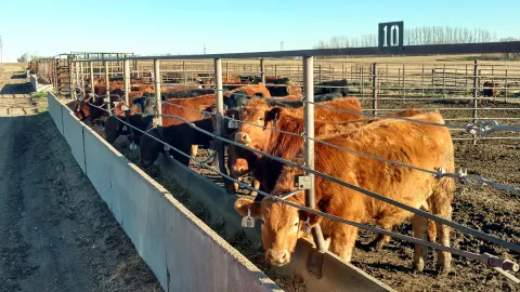 Feeder calves waiting for food