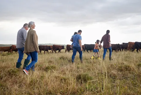 Generational family walking in field with cattle