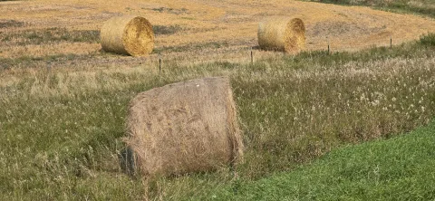 Hay bales in field