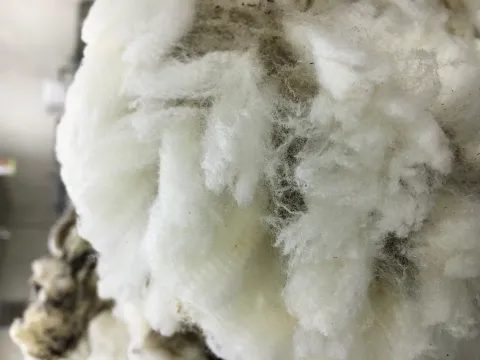 Sheep Wool