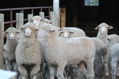 Sheep