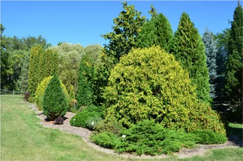 Trees at NDSU Research Arboretum