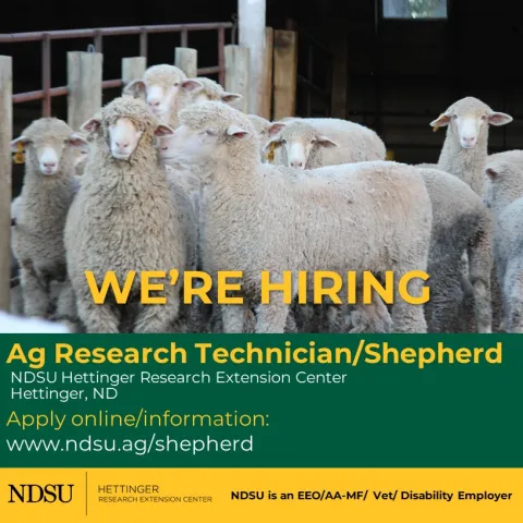 We are hiring- Shepherd