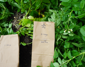 Figure 1. Label sample bags for foliage and tubers.