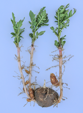 Soil residual imazapyr injury on potato roots, tubers, and leaves.