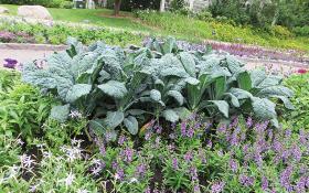 Dinosaur kale is so beautiful it can be planted in your ornamental beds.