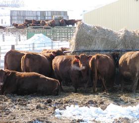 Removing snow and ice buildup provides better footing for the cattle and easier access to feed in the bunk.