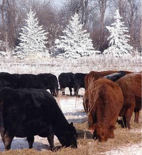 Cattle can thrive regardless of the elements when producers use good husbandry practices. 