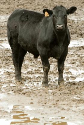 Black cow in a muddy pen