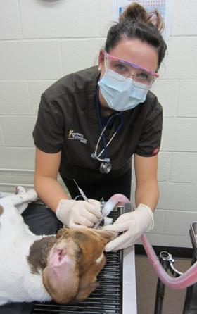 vet student doing dental work on a dog