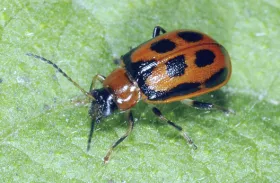 Common Arthropod Pests of Soybeans in North Dakota | NDSU Agriculture