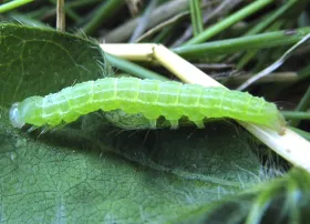 Common Arthropod Pests of Soybeans in North Dakota | NDSU Agriculture
