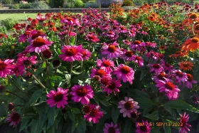 Echinacea Sombrero Rosada Flower