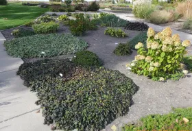 Mixed Sun and Shade Garden at NDSU Gardens