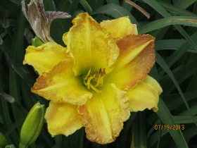 Close up of yellow NDSU Historic Daylily Flower