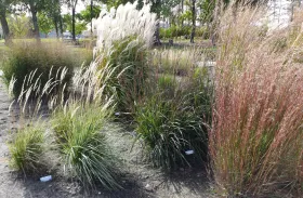 Ornamental Grass Garden at NDSU Gardens