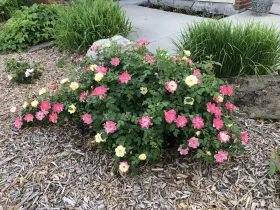 Ornamental Shrub Garden at NDSU Gardens