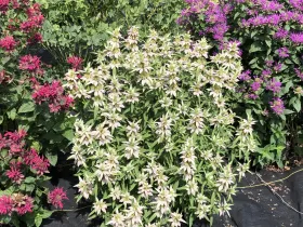 Pollinator Garden at NDSU Gardens