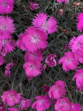 Pink flower in Tanya Lita Chalimonczyk Memorial Garden at NDSU Gardens