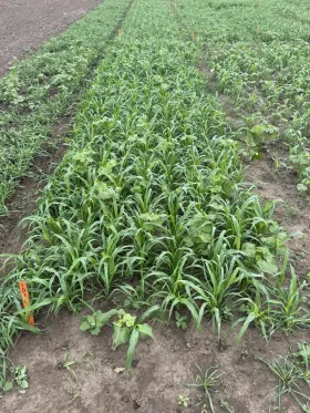 Copilot said: Cover crop trial plots with grass and broadleaf species at varying growth stages, marked by orange field stakes.