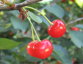 Cherries on a branch