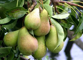 Pears on branch