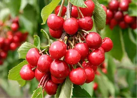 Dwarf sour cherries on branch