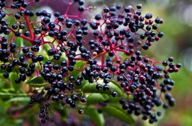 Elderberries on branch