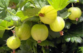 Gooseberries on branch