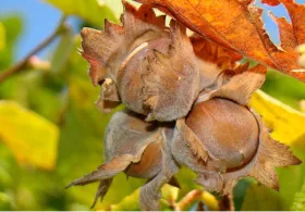 Hazelnuts on branch