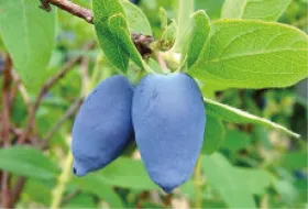 Honeyberries on branch