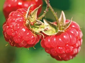 Raspberries on branch