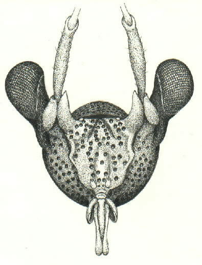 Caridopthalmus species