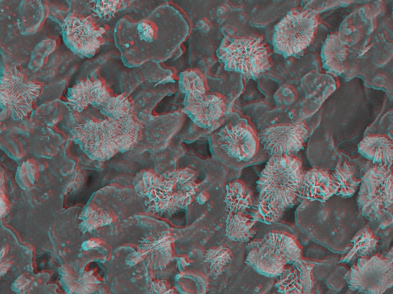 Magnesium hydroxide crystals Electron Microscopy Center NDSU