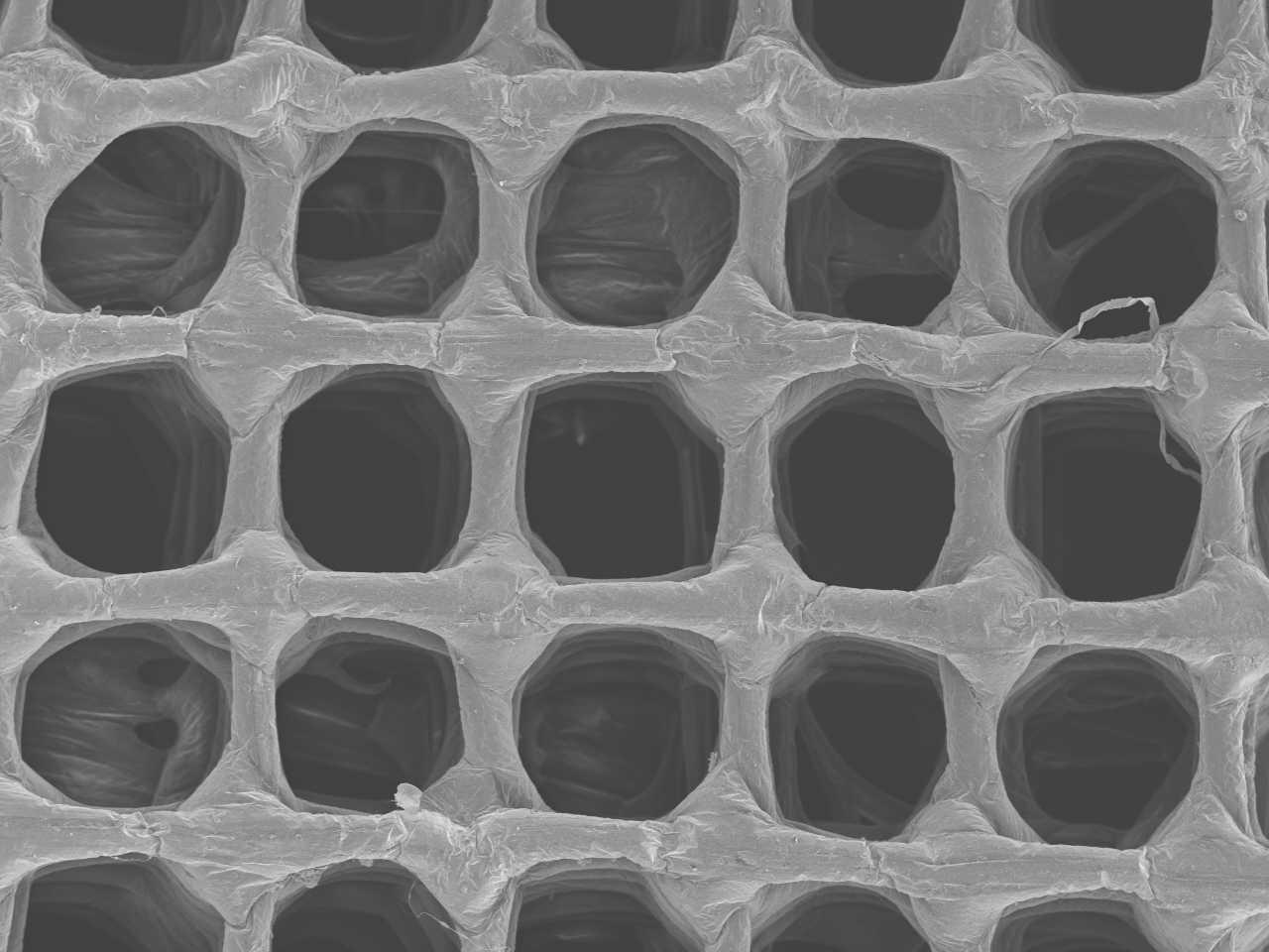 Tissue scaffolds Electron Microscopy Core NDSU