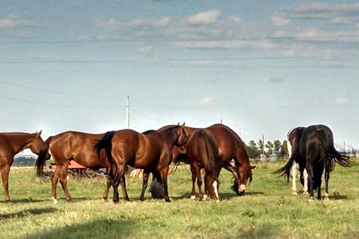 Multiple horses grazing a field of green grass.