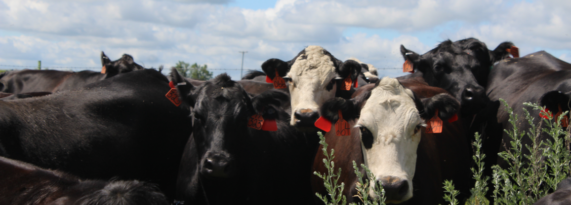 Several head of cattle with red ear tags gathered together.