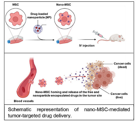 Schematic representation of nano-MSC-mediated tumor-targeted drug delivery