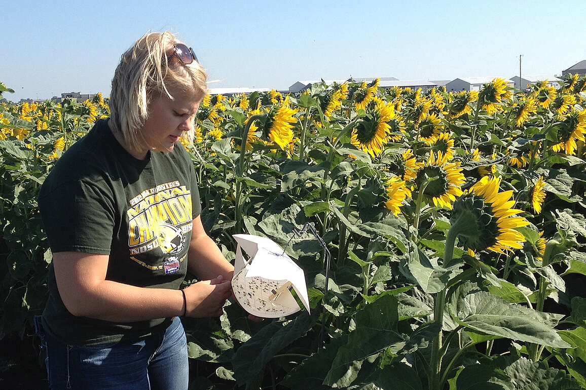 A researcher stand in a sunflower field inspecting an insect trap.