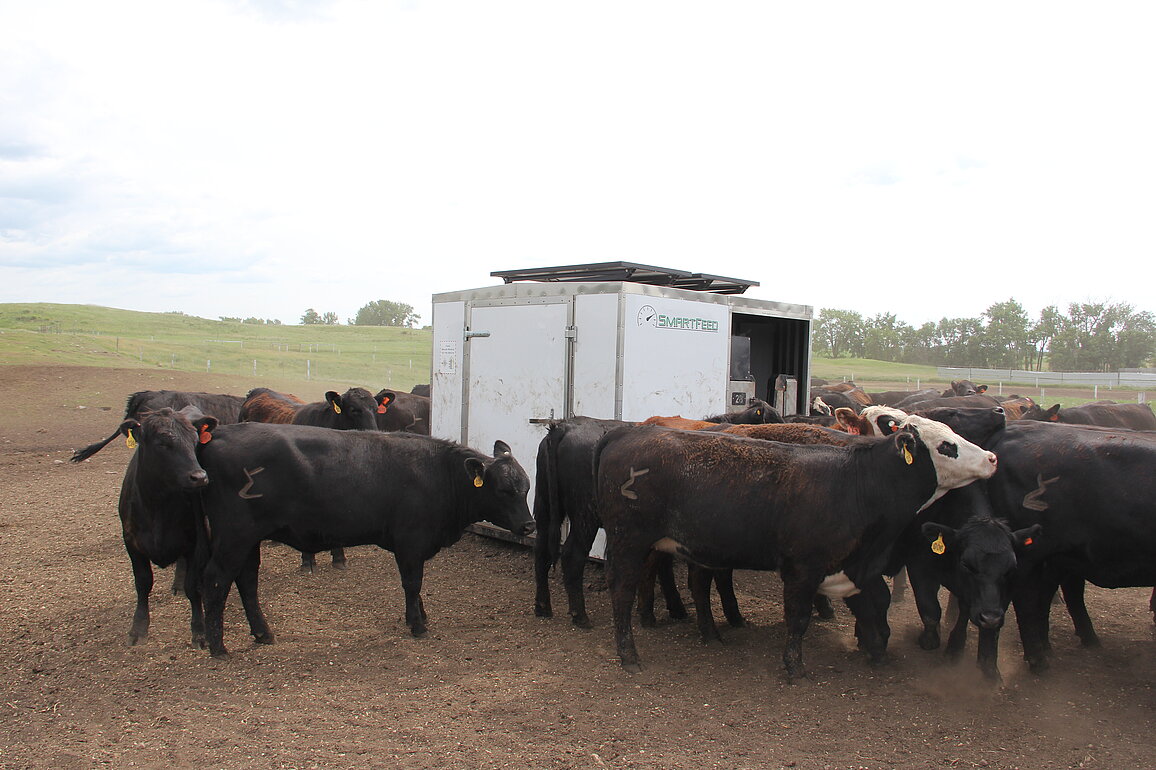 Cattle surrounding the SmartFeed system