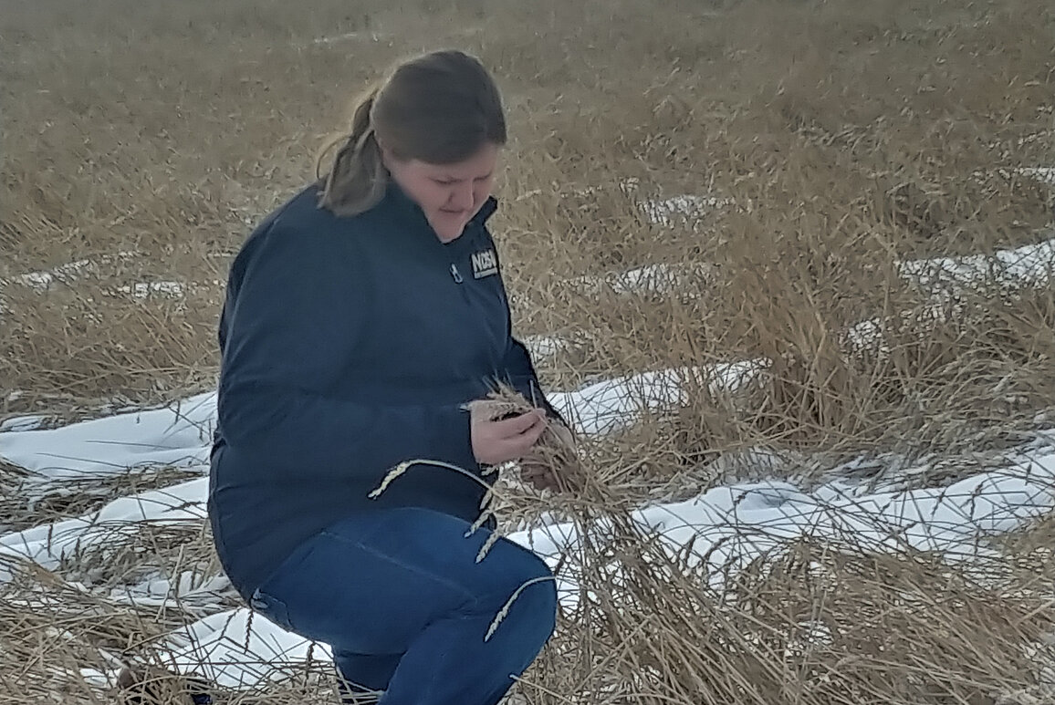 NDSU Extension agent, Paige Brummund, inspects a crop left in the field due to wet weather conditions