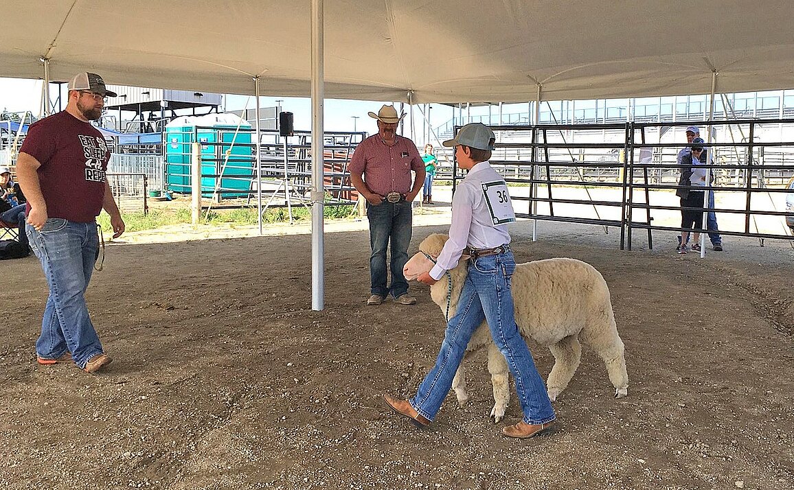 A 4-H member leads a sheep past two socially-distanced judges.