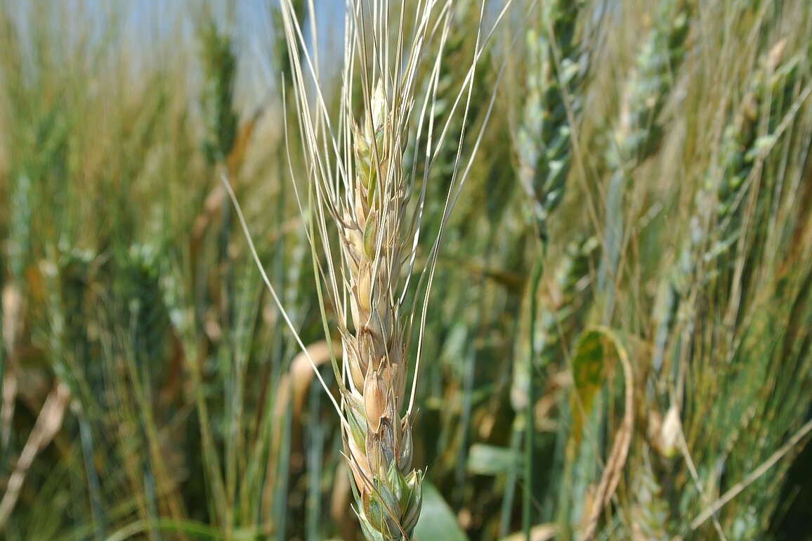 A close-up image of the head of a stalk of wheat