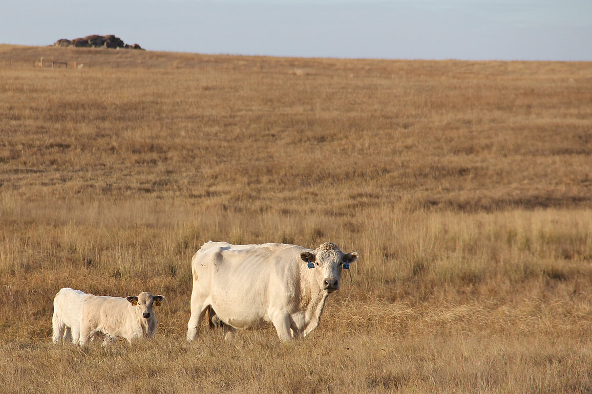 Two white cattle stand in the foreground of a wide expanse of light brown grass.